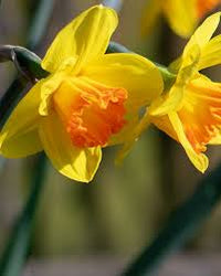 Orange Narcissus Flower Seeds for Planting Colorful Display Heirloom & GMO Free Seeds for Home Garden  Sale