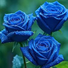 Dark Blue Holland Rose Flower Seeds for Planting Cottage Garden Essential Heirloom & GMO Free Seeds for Home Garden
 
 Sale