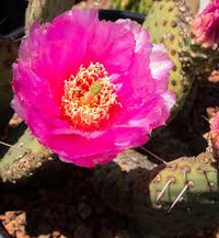 Pink Opuntia Chlorotica Flower seeds for Planting - Wildflower Mix, Heirloom & GMO Free Seeds for Home Garden