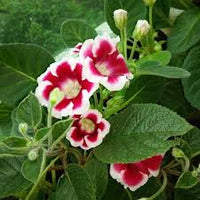 Red & White Gloxinia Flower seeds for Planting - Pollinator Friendly, Heirloom & GMO Free Seeds for Home Garden
