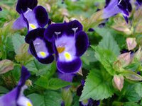 Purple Torenia Kauai Flower seeds for Planting - Hardy Variety, Heirloom & GMO Free Seeds for Home Garden