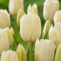 Yellow White Tulip Flower seeds for Planting - Shade Tolerant, Heirloom & GMO Free Seeds for Home Garden