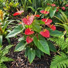Red Anthurium Andraeanu Flower Seeds Sun Loving Heirloom & GMO Free Seeds for Home Garden
 
 Sale