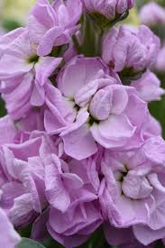 Matthiola Flower seeds for Planting - Perfect for Borders, Heirloom & GMO Free Seeds for Home Garden
