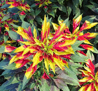 Red Yellow Poinsettia Flower seeds for Planting - Premium Quality, Heirloom & GMO Free Seeds for Home Garden