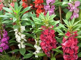 Pink Balsam Flower Seeds for Planting