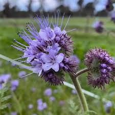 Lacy Phacelia Flower seeds for Planting Sun Loving Heirloom & GMO Free Seeds for Home Garden