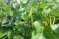 Mogettes Bean Seeds for Planting