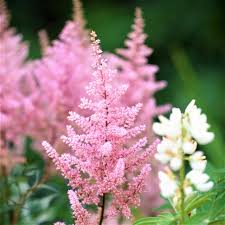Pink Astilbe Flower seeds for Planting - Low Maintenance, Heirloom & GMO Free Seeds for Home Garden