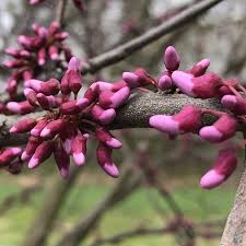 Planting Guide for Brown Redbud Tree Seeds