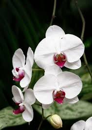 White Red Phalaenopsis Orchid Flower Seeds for Planting Low Maintenance Heirloom & GMO Free Seeds for Home Garden
 
 Sale