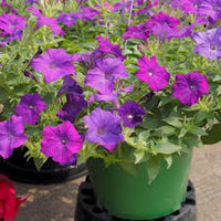 Yellow Violet Petunia Flower seeds for Planting - Seasonal Bloomer, Heirloom & GMO Free Seeds for Home Garden
