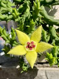Stapelia Flower seeds for Planting Hardy Variety Heirloom & GMO Free Seeds for Home Garden