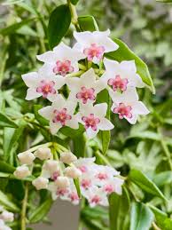 Soft Pink Hoya Flower Seeds for Planting Colorful Display Heirloom & GMO Free Seeds for Home Garden
 
 Sale