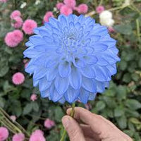Sky Blue Dahlia Flower Seeds for Planting – Long Bloom Season Heirloom & NonGMO Seeds for Home Garden
 
 Sale