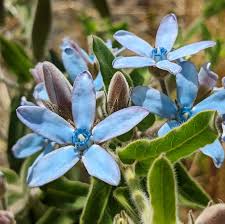 Tweedia Flower seeds for Planting - Bright Blooms, Heirloom & GMO Free Seeds for Home Garden