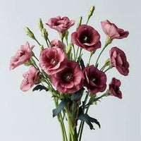 Maroon Eustoma (Lisianthus) Flower seeds for Planting Pollinator Friendly Heirloom & GMO Free Seeds for Home Garden