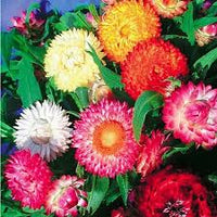 Mix Helianthemum Flower seeds for Planting - Cut Flower Favorite, Heirloom & GMO Free Seeds for Home Garden