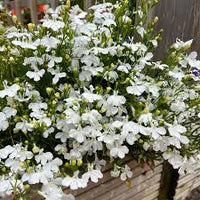 Lobelia Pendula White Lady Cascade Flower seeds for Planting - Long Bloom Season, Heirloom & GMO Free Seeds for Home Garden