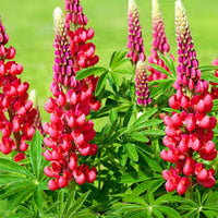 Red Dwarf bonnet Flower seeds for Planting - Perfect for Borders, Heirloom & GMO Free Seeds for Home Garden