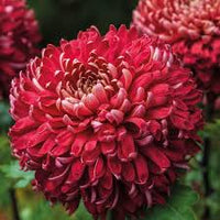 Red Chrysanthemum Flower seeds for Planting - Cut Flower Favorite, Heirloom & GMO Free Seeds for Home Garden