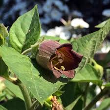 Black Belladonna Flower seeds for Planting - Wildflower Mix, Heirloom & GMO Free Seeds for Home Garden