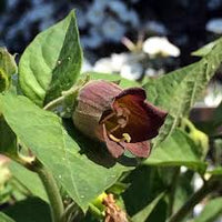 Black Belladonna Flower seeds for Planting - Wildflower Mix, Heirloom & GMO Free Seeds for Home Garden