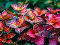 Yellow Red Dragon Coleus Seeds for Planting Drought Tolerant Heirloom & GMO Free Seeds for Home Garden
 
 Sale