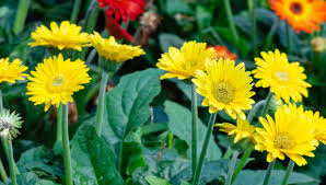 Yellow Gerbera Flower Seeds for Planting Hardy Variety Heirloom & GMO Free Seeds for Home Garden
 
 Sale