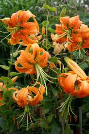 Lilium Martagon Flower seeds for Planting - Fragrant Blossoms, Heirloom & GMO Free Seeds for Home Garden