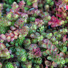 Sedum Dragons Blood Groundcover Flower seeds for Planting - Compact Growth, Heirloom & GMO Free Seeds for Home Garden