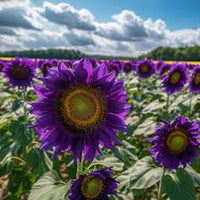 Purple Sunflower Flower seeds for Planting - Wildflower Mix, Heirloom & GMO Free Seeds for Home Garden