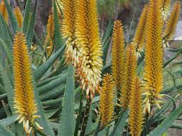 Yellow Aloe Dichotoma Flower seeds for Planting - Perfect for Borders, Heirloom & GMO Free Seeds for Home Garden