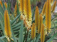 Yellow Aloe Dichotoma Flower seeds for Planting - Perfect for Borders, Heirloom & GMO Free Seeds for Home Garden