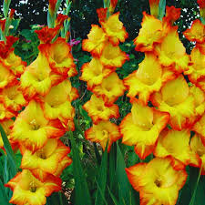 Yellow Orange Gladiolus Flower seeds for Planting Colorful Display Heirloom & GMO Free Seeds for Home Garden 
 
 Sale
