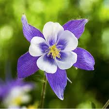 Light Blue Pink Aquilegia Flower Seeds for Planting Compact Growth Heirloom & GMO Free Seeds for Home Garden
 
 Sale