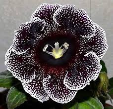 Black Gloxinia Flower Seeds for Planting Garden Favorite Heirloom & GMO Free Seeds for Home Garden
 
 Sale