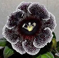 Black Gloxinia Flower Seeds for Planting Garden Favorite Heirloom & GMO Free Seeds for Home Garden
 
 Sale