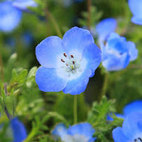 Light Blue Nezabudka Flower Seeds for Planting Bright Blooms Heirloom & GMO Free Seeds for Home Garden
 
 Sale