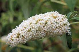 White Buddleia Flower Seeds for Planting Drought Tolerant Heirloom & GMO Free Seeds for Home Garden
 
 Sale