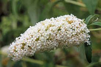 White Buddleia Flower Seeds for Planting Drought Tolerant Heirloom & GMO Free Seeds for Home Garden
 
 Sale