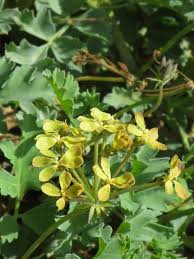 Green Pelargonium Flower Seeds for Planting Easy to Grow Heirloom & GMO Free Seeds for Home Garden
 
 Sale