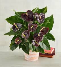 Dark Brown Anthurium Flower Seeds for Planting Low Maintenance Heirloom & GMO Free Seeds for Home Garden
 
 Sale