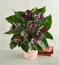 Dark Brown Anthurium Flower Seeds for Planting Low Maintenance Heirloom & GMO Free Seeds for Home Garden
 
 Sale