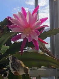 White Violet Epiphyllum Flower seeds for Planting Perfect for Borders Heirloom & GMO Free Seeds for Home Garden