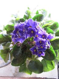 Violet Matthiola Incana Flower seeds for Planting - Shade Tolerant, Heirloom & GMO Free Seeds for Home Garden
