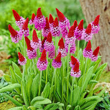 Red Purple Primula Vialii Flower seeds for Planting - Vibrant Colors, Heirloom & GMO Free Seeds for Home Garden