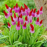 Red Purple Primula Vialii Flower seeds for Planting - Vibrant Colors, Heirloom & GMO Free Seeds for Home Garden