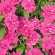 Pink Double Petunia Flower seeds for Planting - Easy to Grow, Heirloom & GMO Free Seeds for Home Garden