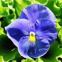 Violet Pansy Flower Seeds for Planting Wildflower Mix Heirloom & GMO Free Seeds for Home Garden
 
 Sale